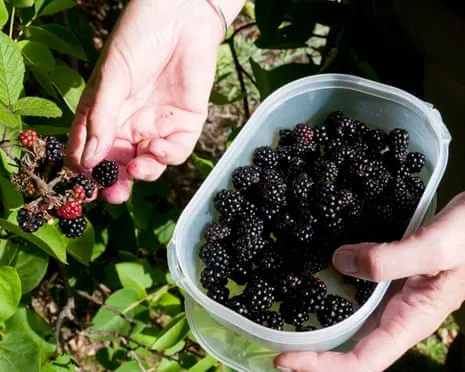 Wanted: Scrumptious Baked Goods to Utilize a Glut of Handmade Jam